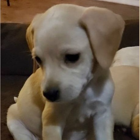 Meet your Posher, Marisa - Picture 1 of 4